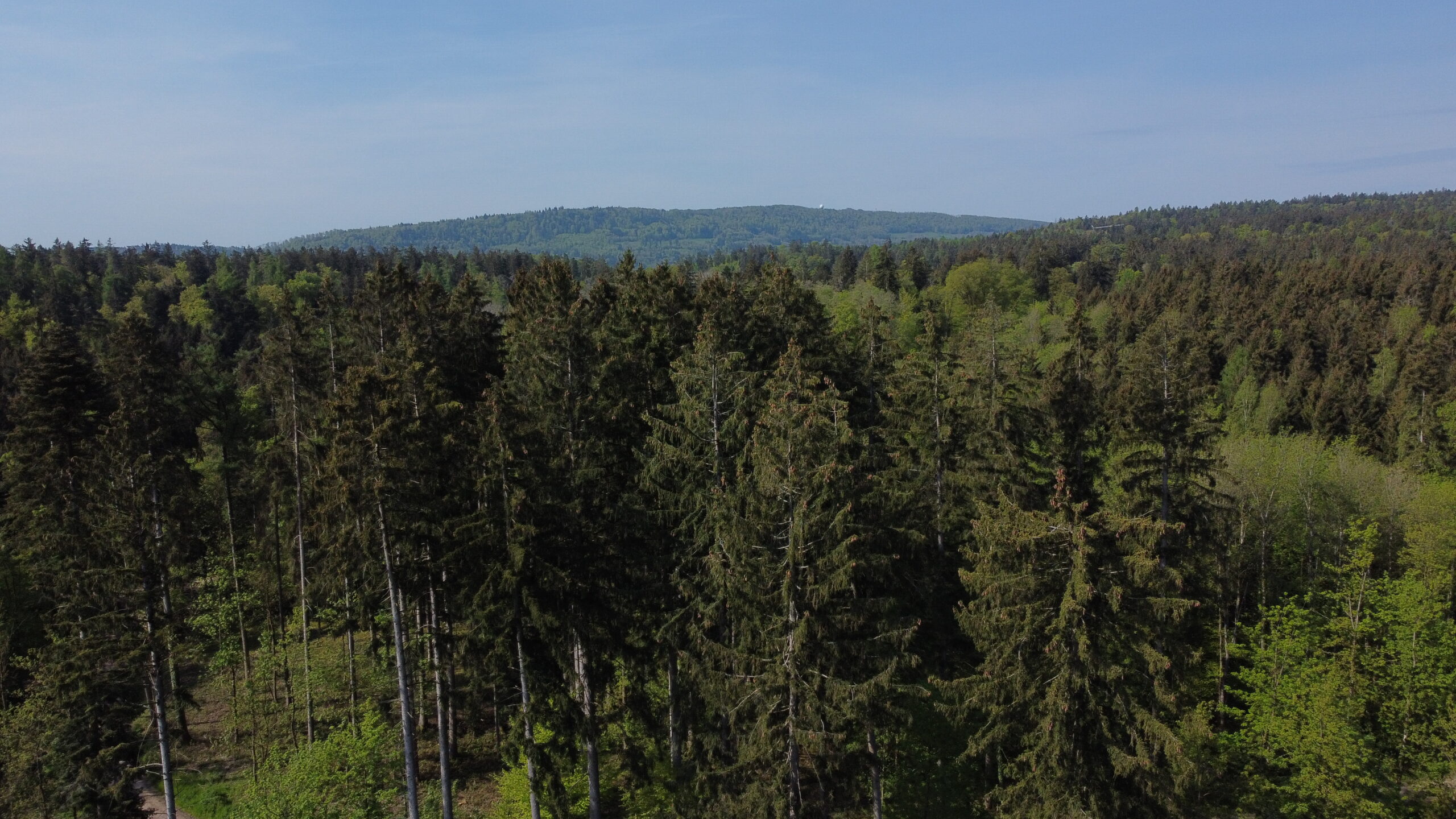 Egg und Lägern Wald